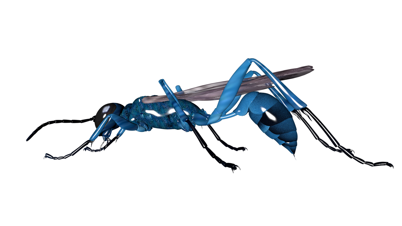 Blue Mud Dauber Wasp