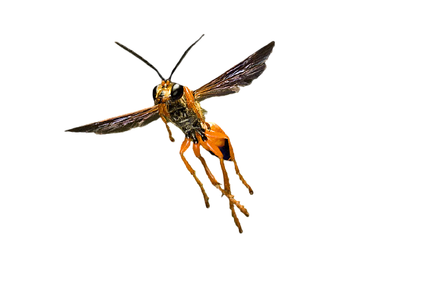 Great Golden Digger Wasp