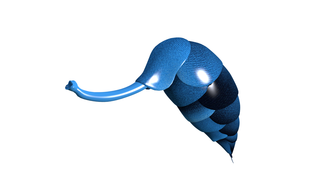ovipositor