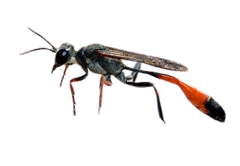Thread Waisted Wasp
